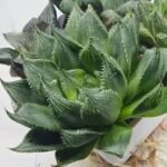 Haworthia Seedling MS401 Golden Girl Variegated - 3
