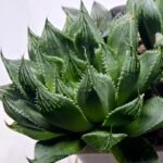 Haworthia Seedling MS401 Golden Girl Variegated - 4