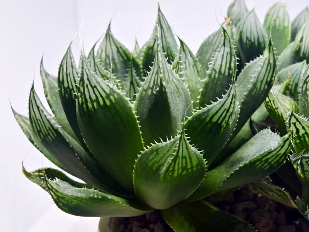 Haworthia Seedling MS401 Golden Girl Variegated - 5