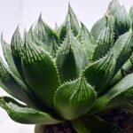 Haworthia Seedling MS401 Golden Girl Variegated - 5