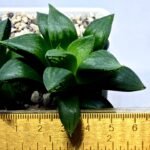 Haworthia Seedling MS396 Picta Maki x Paradise Flower - 1