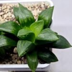 Haworthia Seedling MS396 Picta Maki x Paradise Flower - 2
