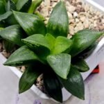 Haworthia Seedling MS396 Picta Maki x Paradise Flower - 3