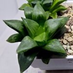 Haworthia Seedling MS396 Picta Maki x Paradise Flower - 4