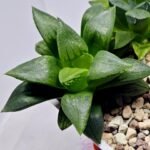 Haworthia Seedling MS396 Picta Maki x Paradise Flower - 5