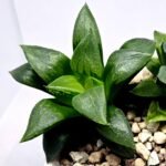 Haworthia Seedling MS396 Picta Maki x Paradise Flower - 6