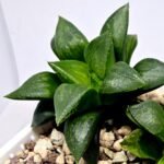 Haworthia Seedling MS396 Picta Maki x Paradise Flower - 7
