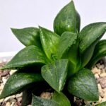 Haworthia Seedling MS396 Picta Maki x Paradise Flower - 8