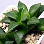 Haworthia Seedling MS396 Picta Maki x Paradise Flower - 9