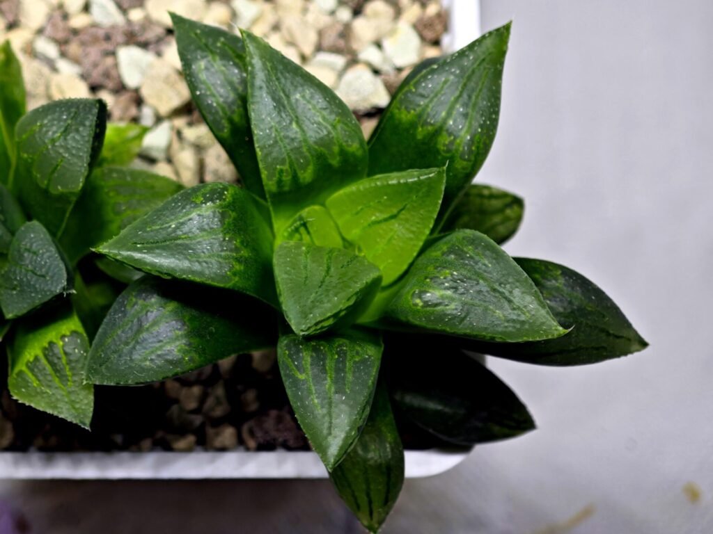 Home 5 Haworthia Seedling MS396 Picta Maki x Paradise Flower - 10