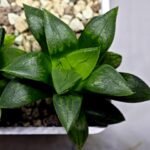 Haworthia Seedling MS396 Picta Maki x Paradise Flower - 10