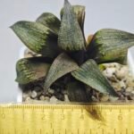 Haworthia Seedling MS395 Hikaru Genji x Comptoniana Variegated - 1