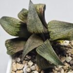 Haworthia Seedling MS395 Hikaru Genji x Comptoniana Variegated - 2