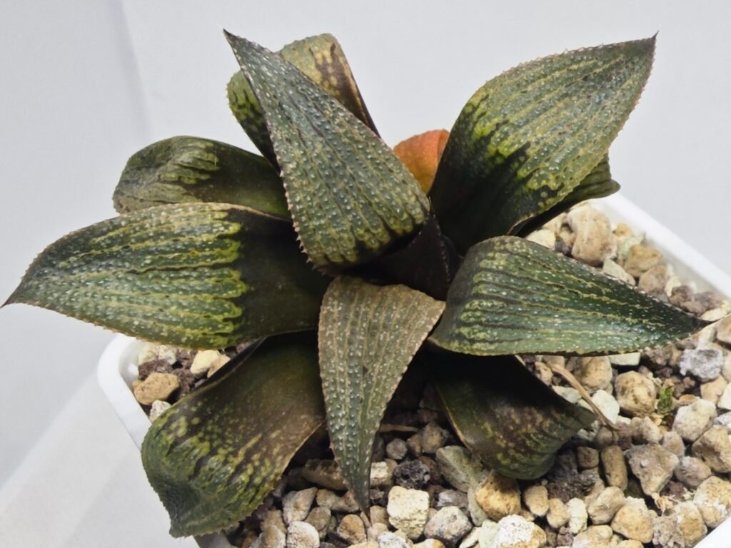 Home 5 Haworthia Seedling MS395 Hikaru Genji x Comptoniana Variegated - 3