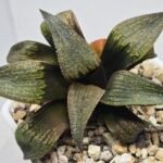 Haworthia Seedling MS395 Hikaru Genji x Comptoniana Variegated - 3