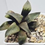 Haworthia Seedling MS395 Hikaru Genji x Comptoniana Variegated - 4