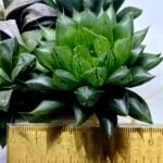 Haworthia Seedling MS390 Rock Sugar x Dodson - 4
