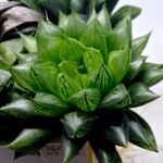 Haworthia Seedling MS390 Rock Sugar x Dodson - 5