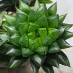 Haworthia Seedling MS390 Rock Sugar x Dodson - 6