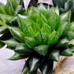 Haworthia Seedling MS390 Rock Sugar x Dodson - 1
