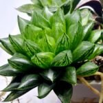 Haworthia Seedling MS390 Rock Sugar x Dodson - 2