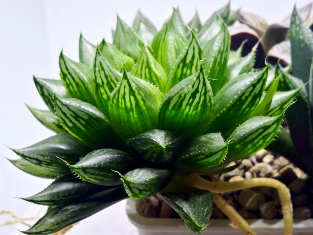 Home 4 Haworthia Seedling MS390 Rock Sugar x Dodson - 3