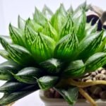 Haworthia Seedling MS390 Rock Sugar x Dodson - 3