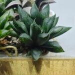 Haworthia Seedling MS391 Koibito Splendens x Dodson Variegated - 4