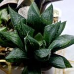 Haworthia Seedling MS391 Koibito Splendens x Dodson Variegated - 5