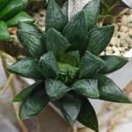 Haworthia Seedling MS391 Koibito Splendens x Dodson Variegated - 1