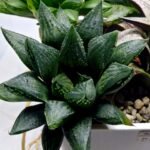 Haworthia Seedling MS391 Koibito Splendens x Dodson Variegated - 2