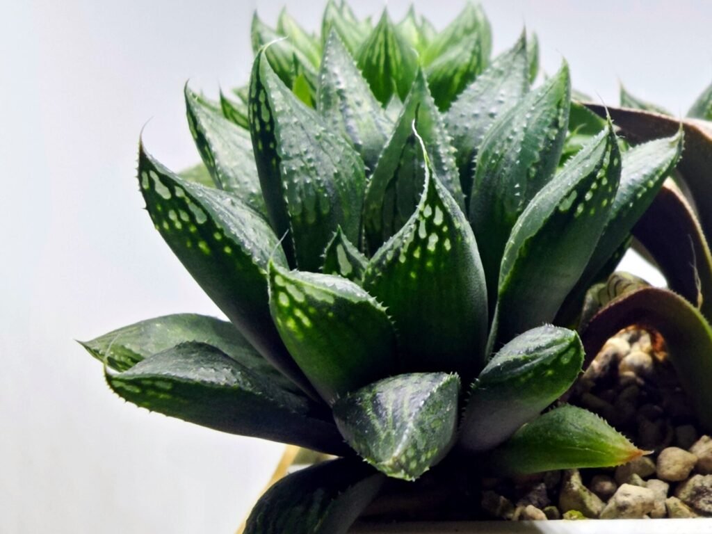 Haworthia Seedling MS391 Koibito Splendens x Dodson Variegated - 3