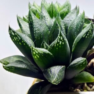 Haworthia Seedling MS391 Koibito Splendens x Dodson Variegated - 3