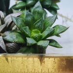 Haworthia Seedling MS389 Koibito Splendens x Dodson Variegated - 1