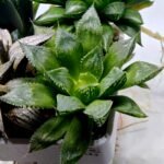 Haworthia Seedling MS389 Koibito Splendens x Dodson Variegated - 2