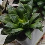 Haworthia Seedling MS389 Koibito Splendens x Dodson Variegated - 3