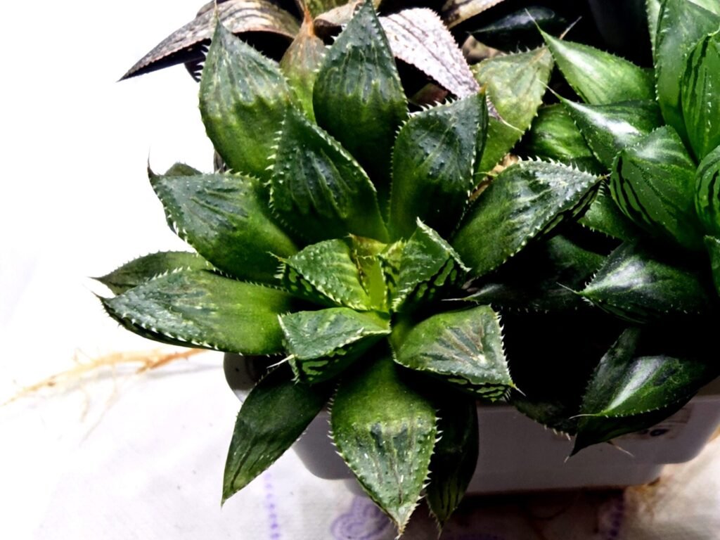 Home 3 Haworthia Seedling MS389 Koibito Splendens x Dodson Variegated - 4