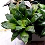 Haworthia Seedling MS389 Koibito Splendens x Dodson Variegated - 4