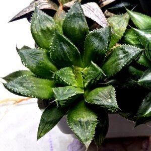 Haworthia Seedling MS389 Koibito Splendens x Dodson Variegated - 4