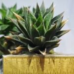 Haworthia Seedling MS383 Syoki x Rock Sugar - 1