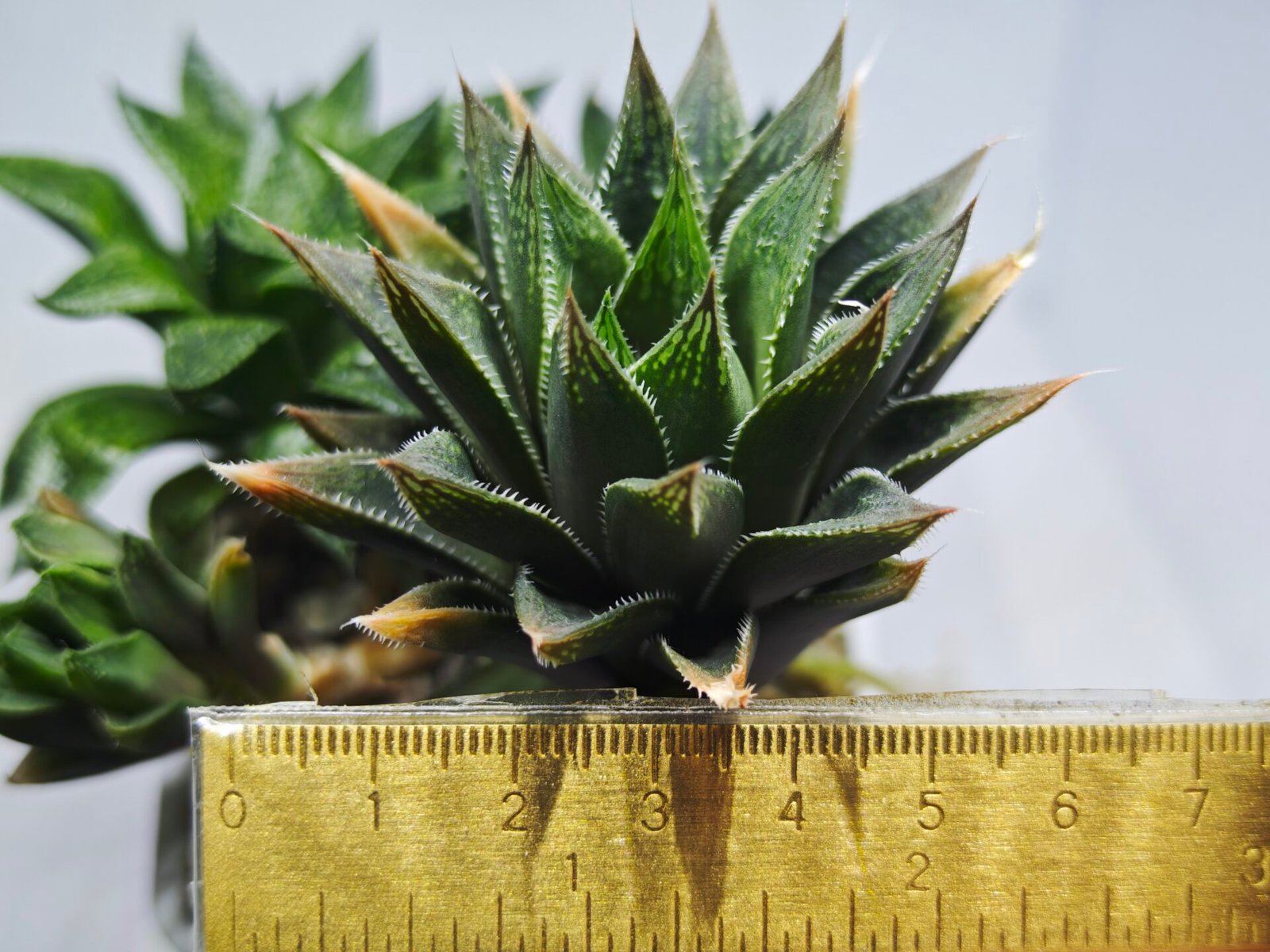 Haworthia Seedling MS383 Syoki x Rock Sugar - 1