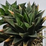 Haworthia Seedling MS383 Syoki x Rock Sugar - 2
