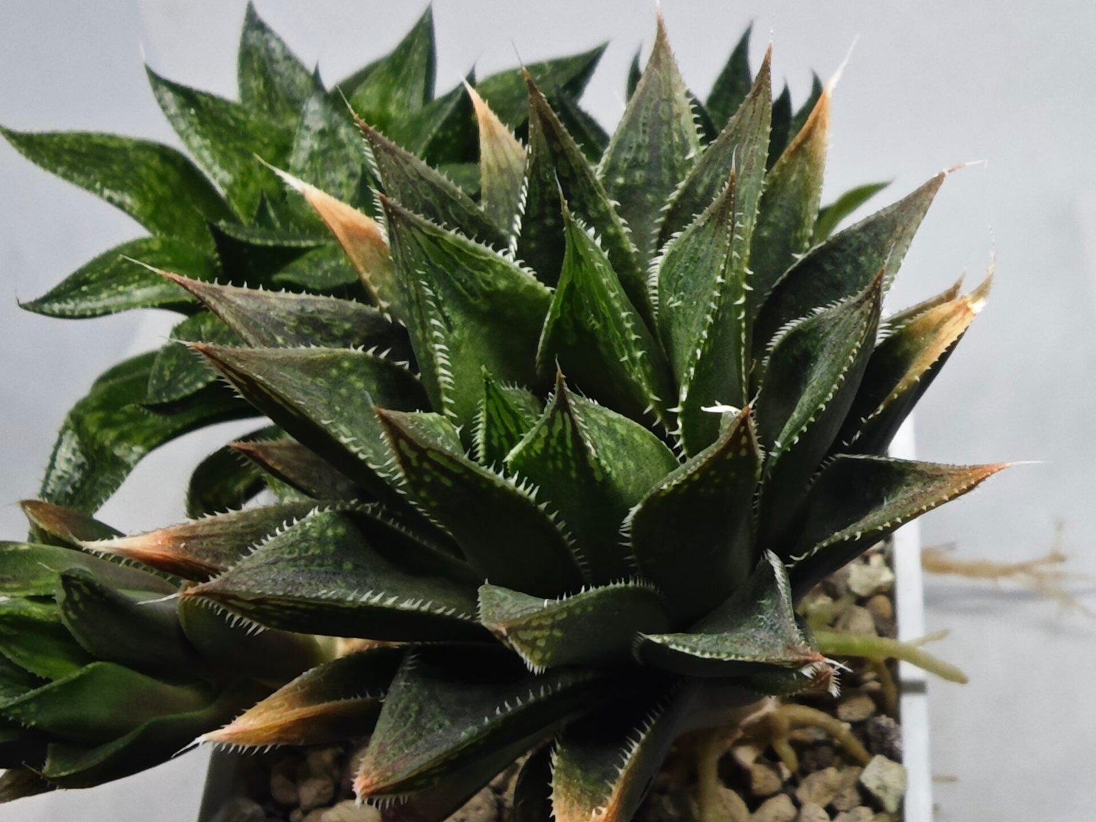 Haworthia Seedling MS383 Syoki x Rock Sugar - 2