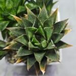 Haworthia Seedling MS383 Syoki x Rock Sugar - 3