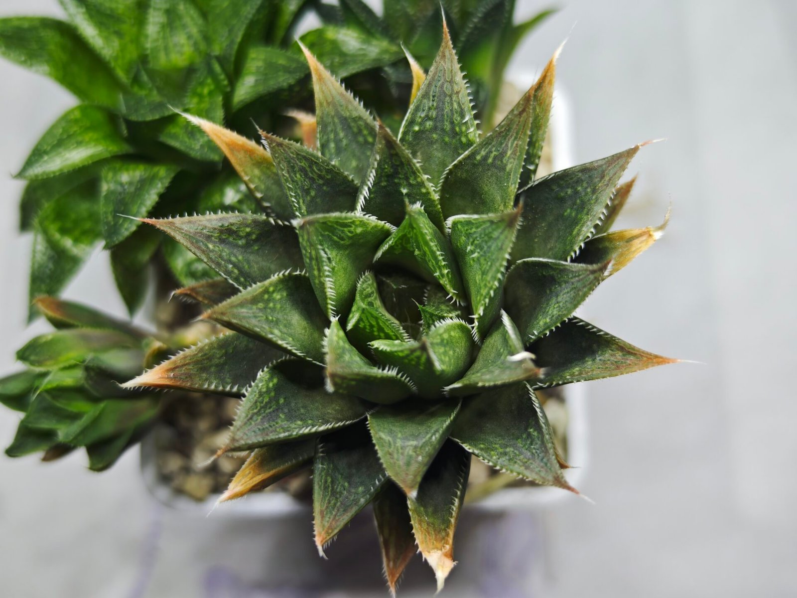 Haworthia Seedling MS383 Syoki x Rock Sugar - 3