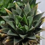 Haworthia Seedling MS383 Syoki x Rock Sugar - 4