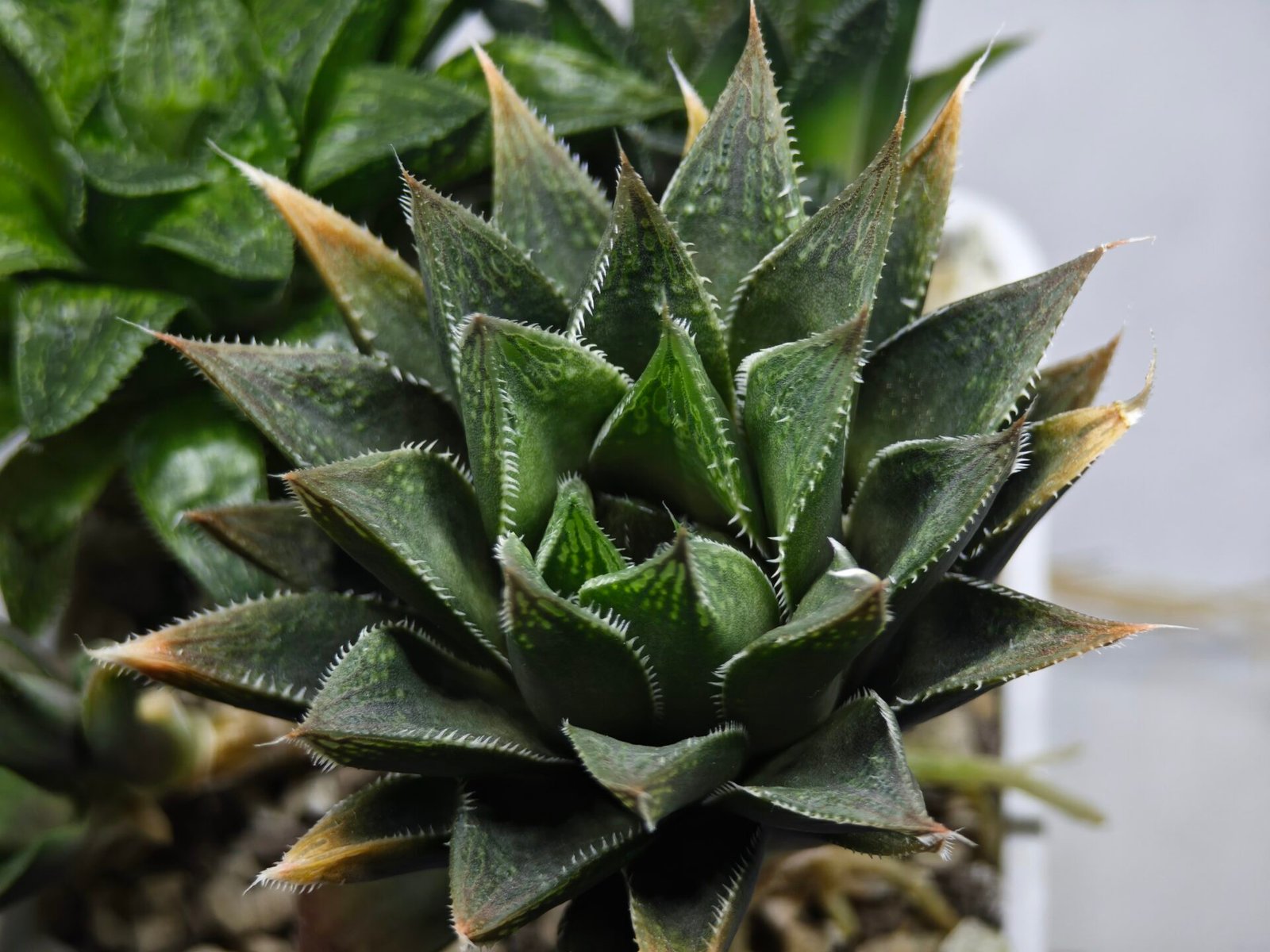 Haworthia Seedling MS383 Syoki x Rock Sugar - 4