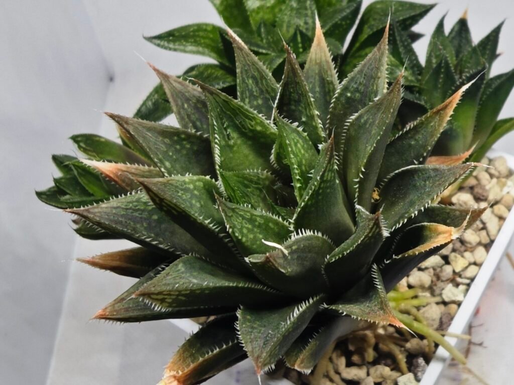 Home 4 Haworthia Seedling MS383 Syoki x Rock Sugar - 5