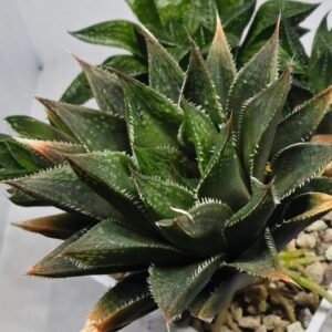 Haworthia Seedling MS383 Syoki x Rock Sugar - 5