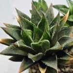 Haworthia Seedling MS383 Syoki x Rock Sugar - 6